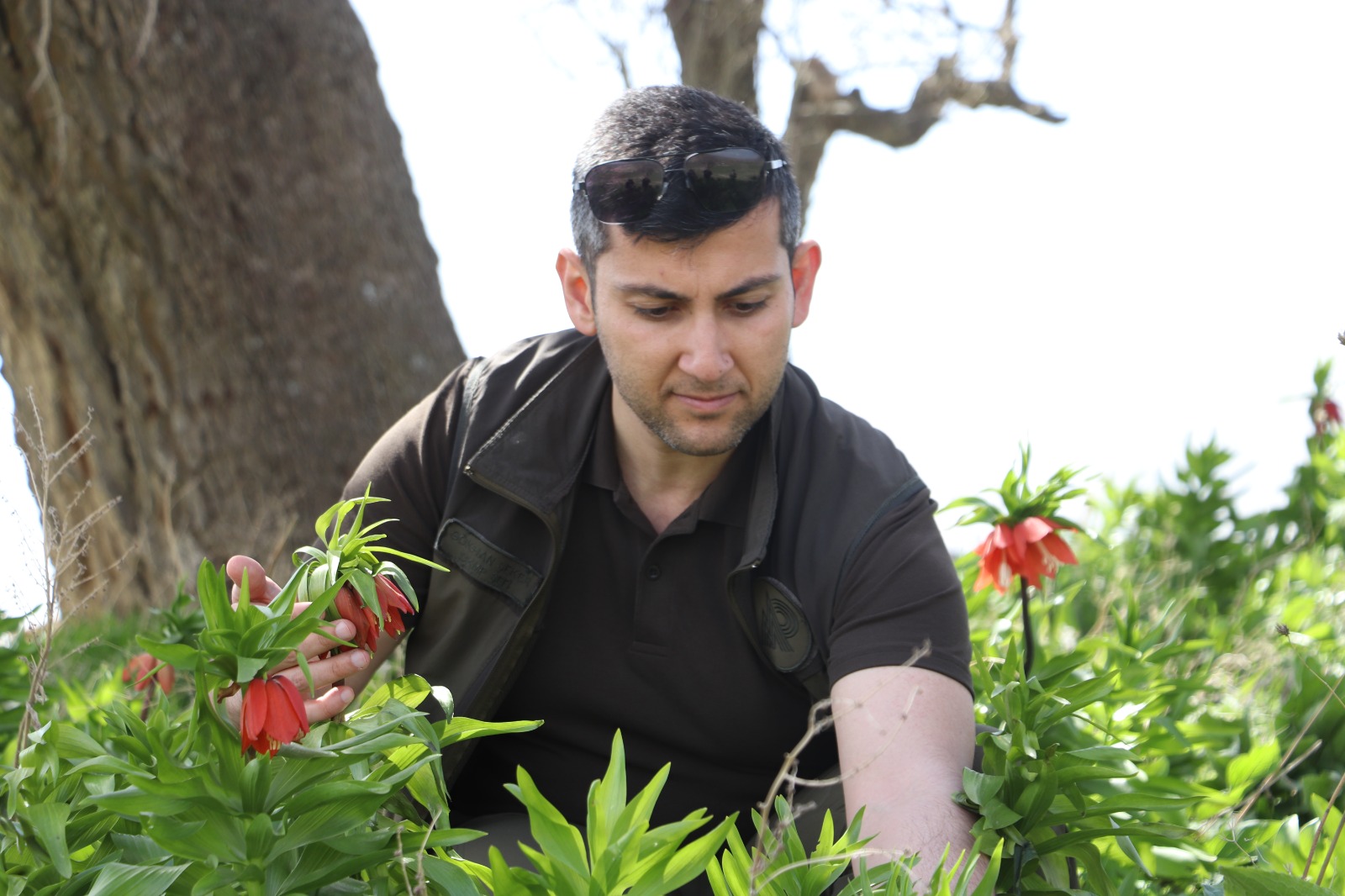 Köylüler 20 gün açan ters lale seferber oldu