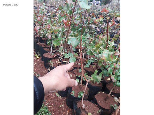 Siirt Üniversitesi Fıstık Fidanı Üretecek