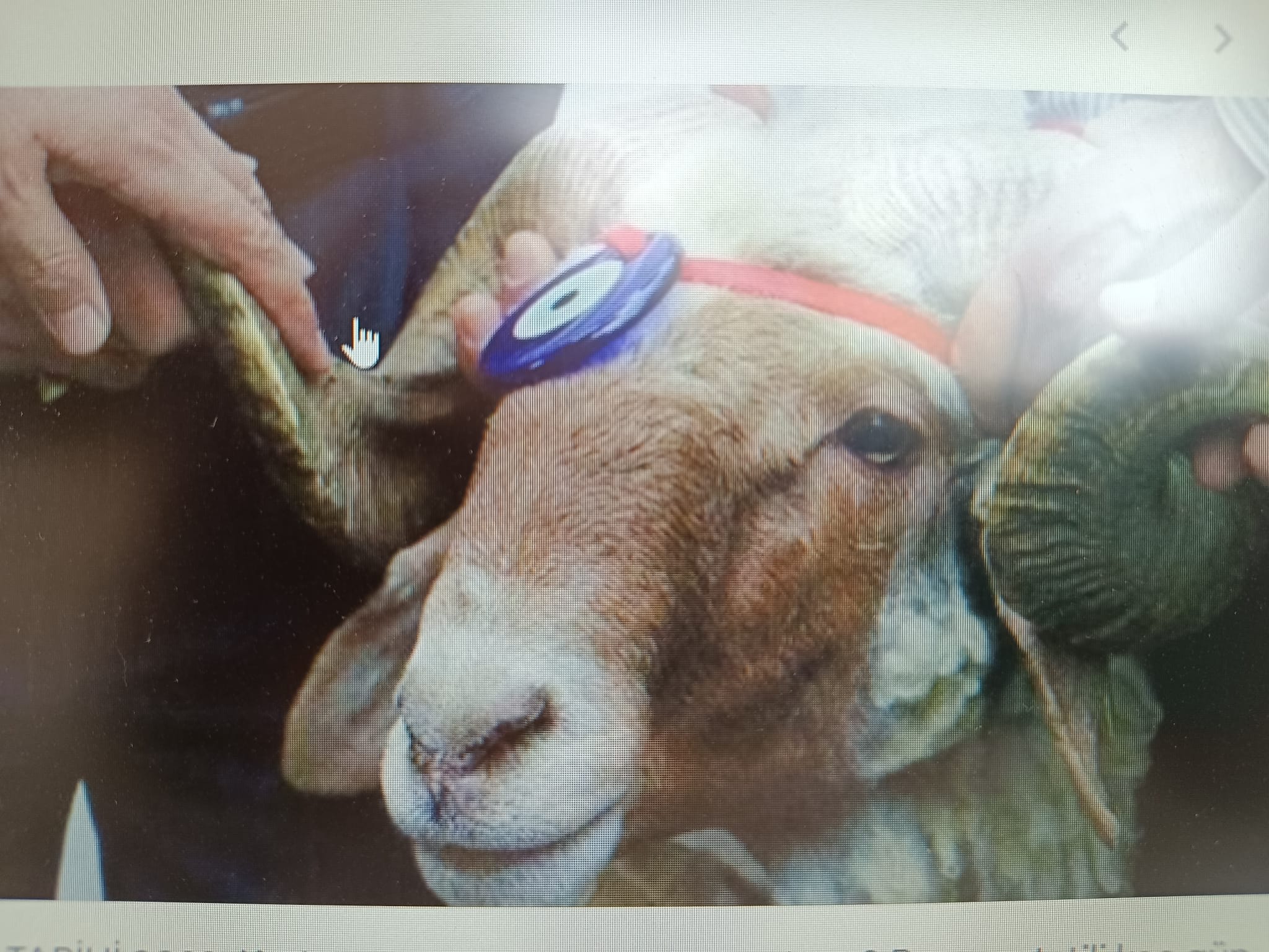 KURBAN BAYRAMI YAKLAŞTI KURBANLIK HAZIRLIKLARI YAPILMAYA BAŞLANDI