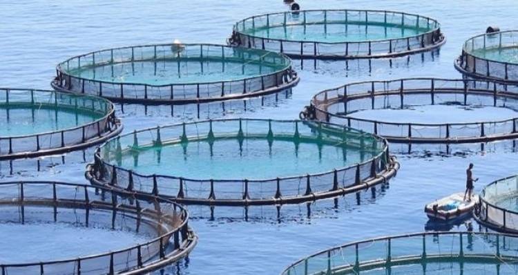 lısu Barajı Siirt’te yeni geçim kapısı araladı.