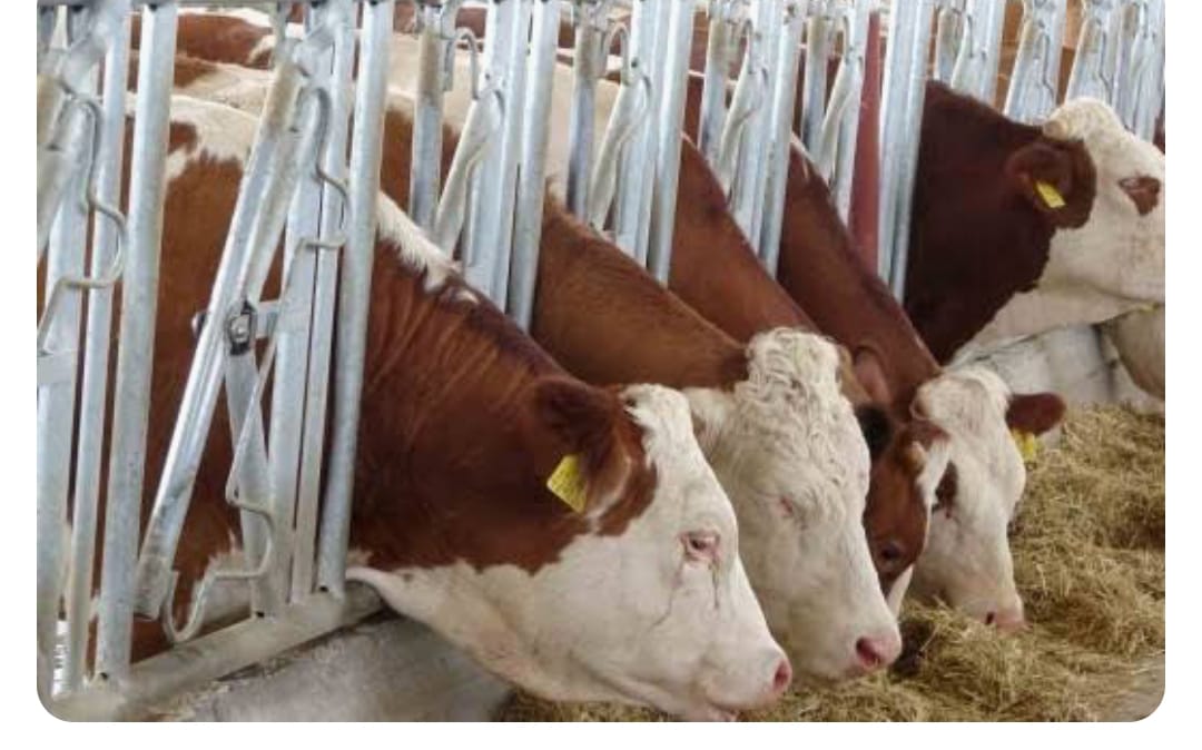 SİİRT’TE DEVLET DESTEĞİYLE KURULAN ÇİFTLİK’TE GÜNLÜK 4 TON SÜT ÜRETİLECEEK.