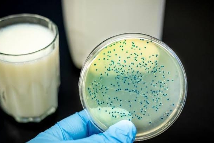 Siirt’te Brusella Vakalarında Artış.