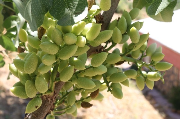 “Bu sene ucuz fıstık yemek istiyoruz”
