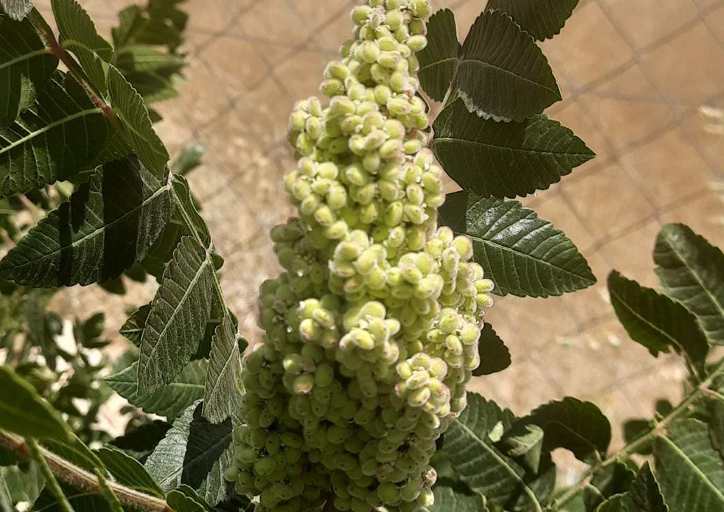 Siirt’te bu sene “sumak yılı” olmalı