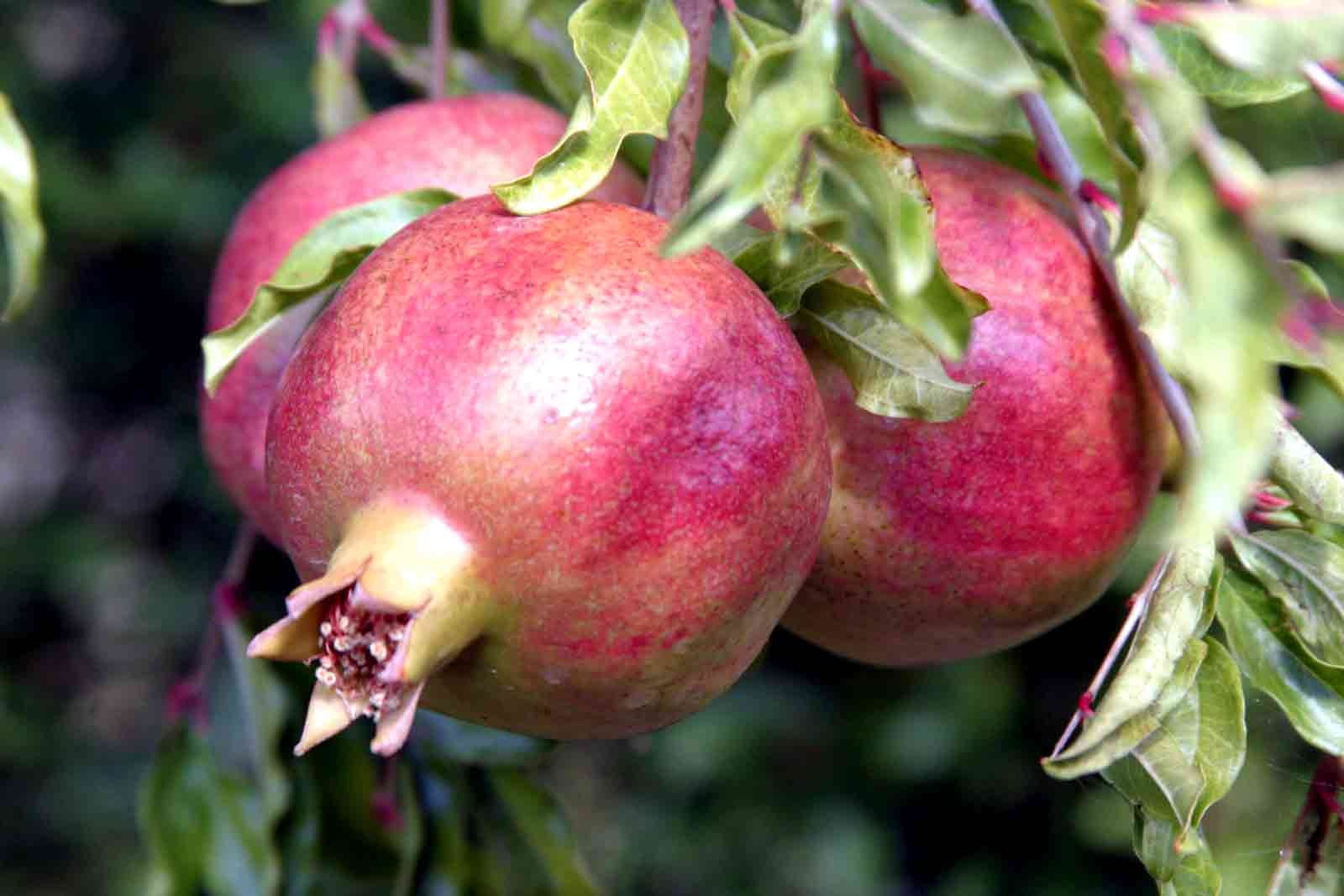 Zivzik Narında bu yıl iyi bir rekolte bekleniyor