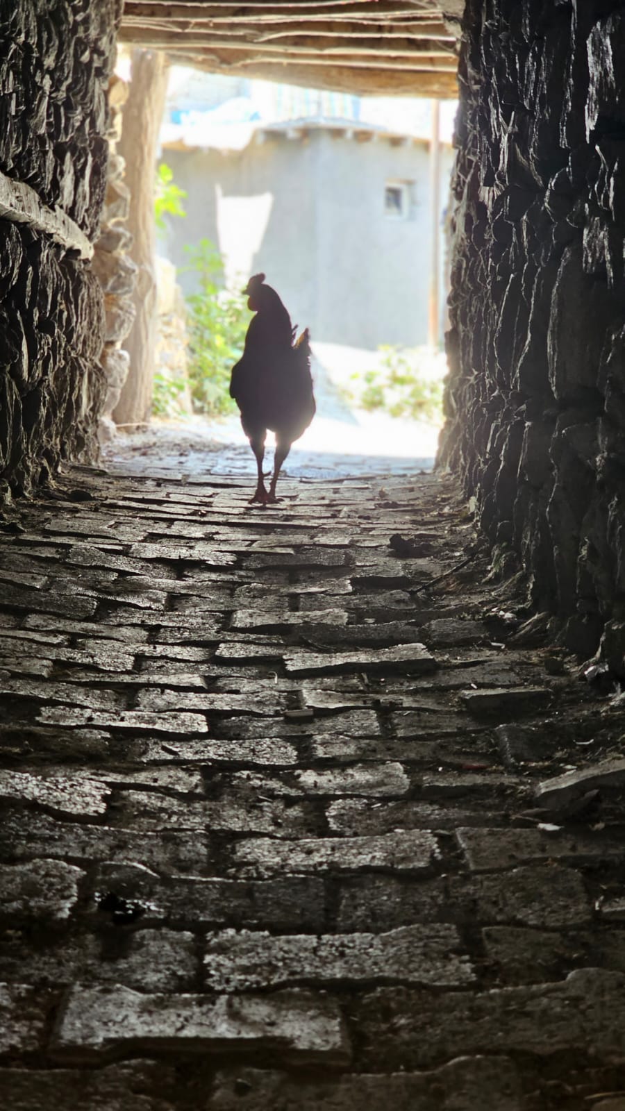 FOTOĞRAFIN DİLİ…