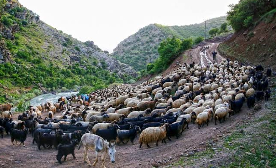 Göçebelerin zorlu yolculuğu başlıyor.