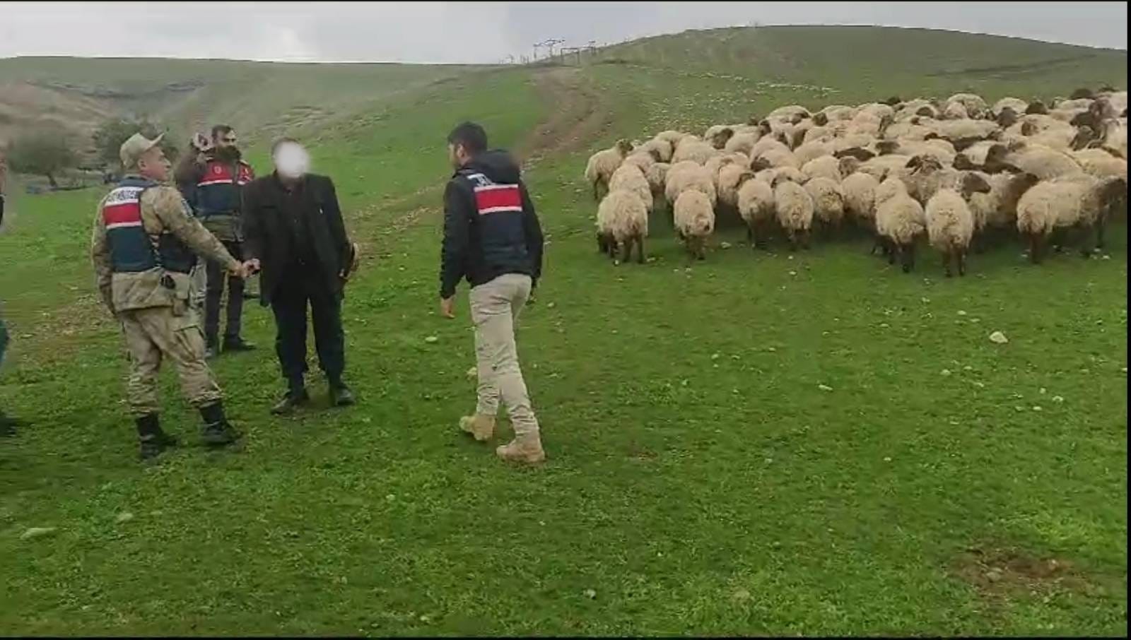 330 Adet Küçükbaş Hayvan Çalan Koyun Hırsızları Jandarma’nın Operasyonuyla Yakalandı