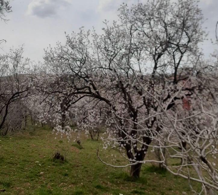 Siirt’te Badem Ağaçları Çiçek Açtı