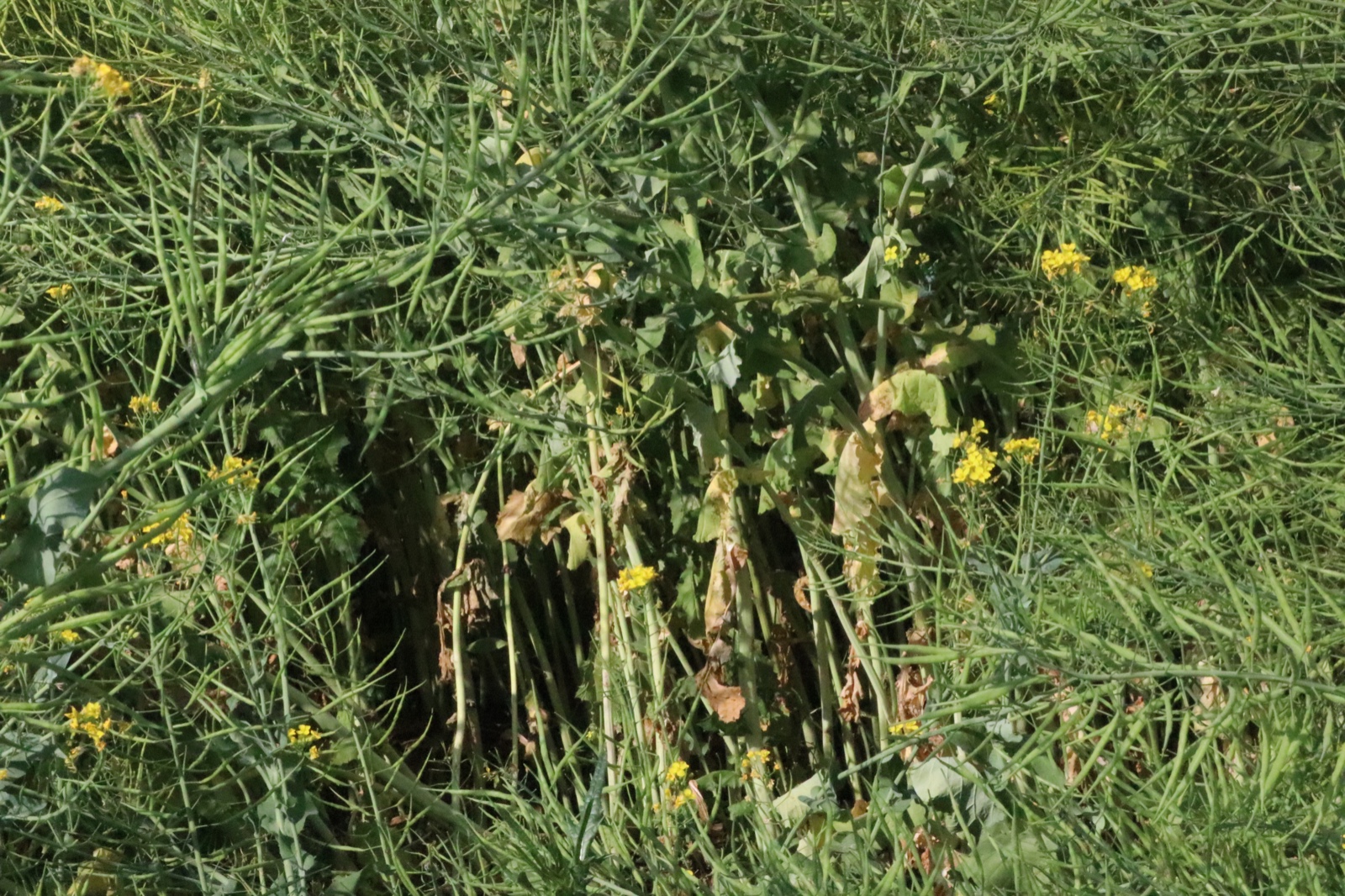 Siirt’te deneme ekimi yapılan yem şalgamının hasadı yapıldı
