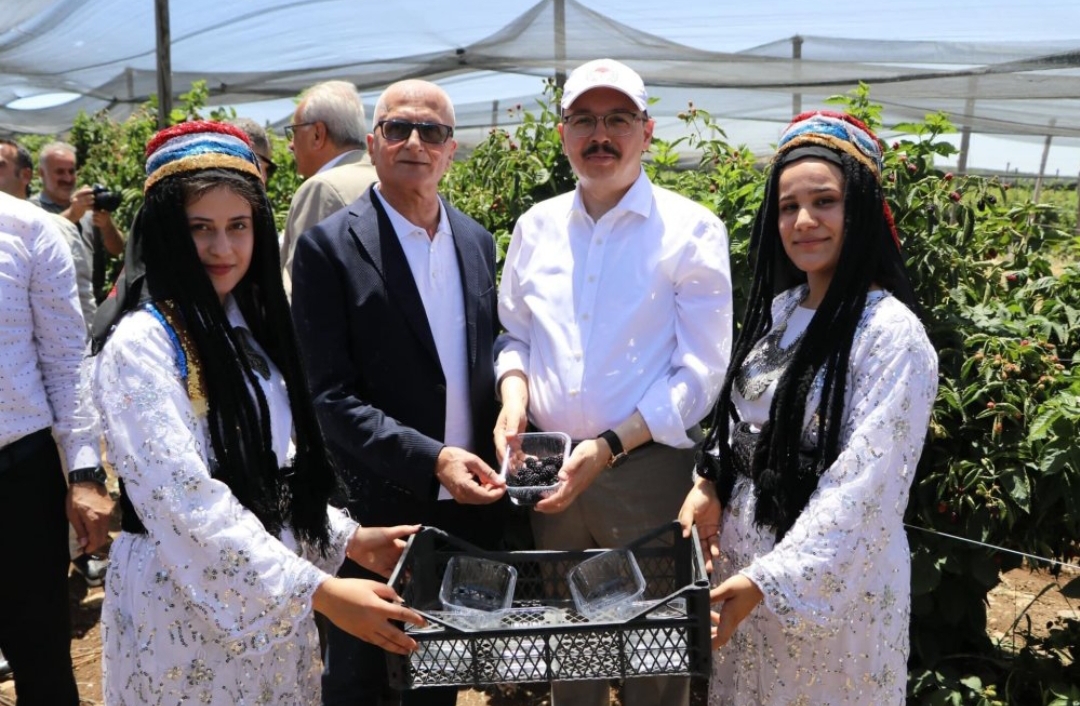 Siirt’te Böğürtlen Hasadı Başladı