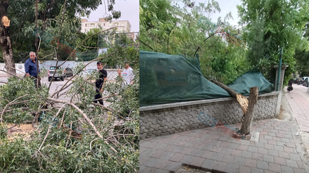 Siirt’te Şiddetli Rüzgar Ağaçları Devirdi