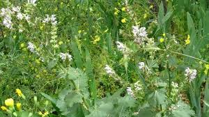 Siirt Adaçayını Koparanlara 387 Bin 141 Lira Ceza Uygulanıyor