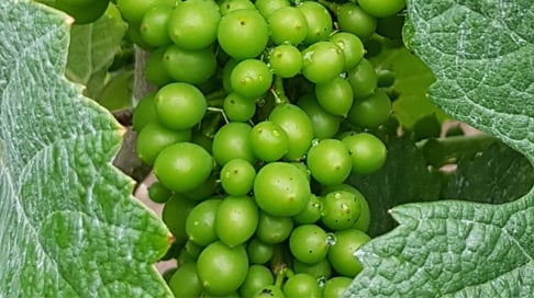 ÜZÜM BOLLUĞU SEVİNDİRDİ