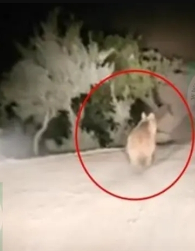 Siirt’te yangın bölgesinden kaçan yaban hayvanları böyle görüntülendi.