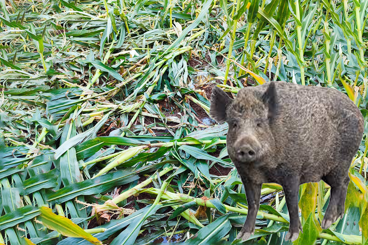 Domuzlar, Kurtalan’da Mısır Tarlalarına Dadandı