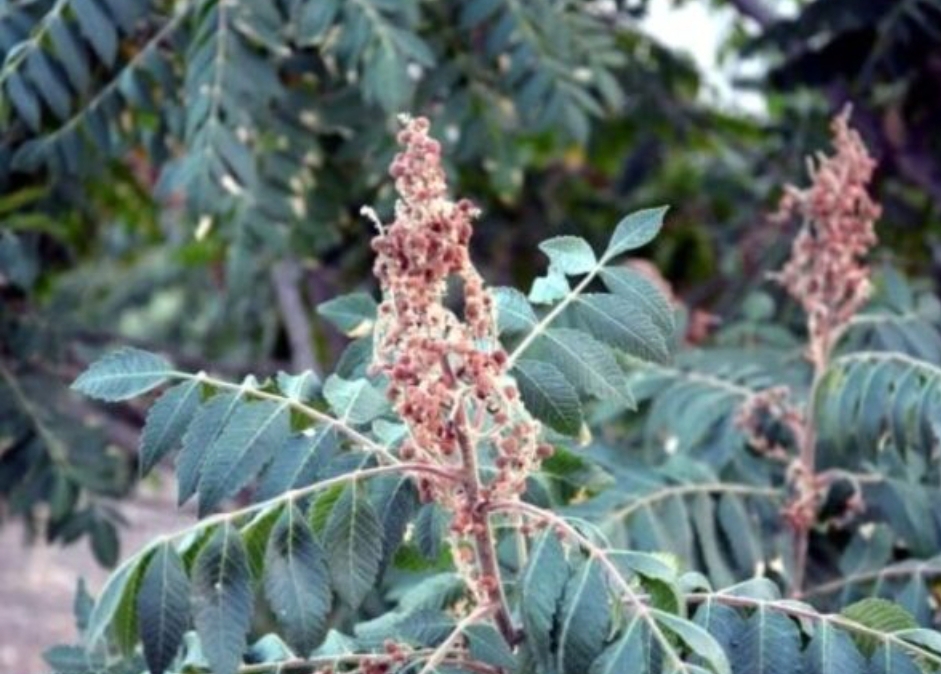 Halenze Sumağına Yoğun Talep
