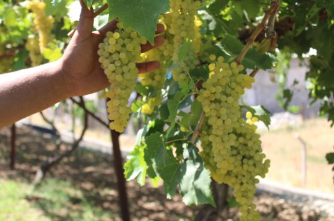 Üzüm Hasadı Başladı
