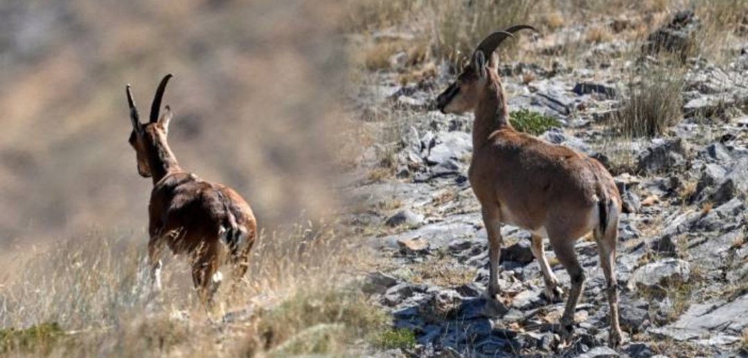 Pervari Kırsalında Dağ Keçileri Görüntülendi