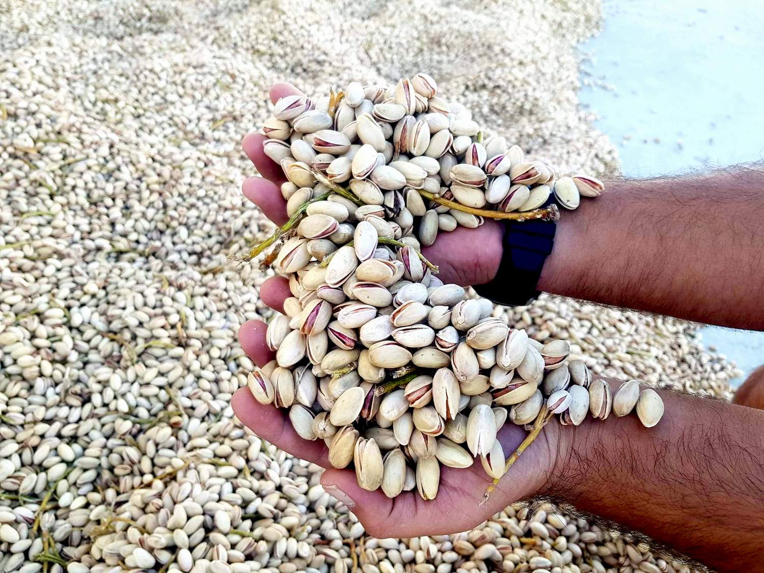 FISTIK HASADI SEVİNDİRİYOR; 10 YAŞINDAKİ FISTIK AĞAÇLARI VERİM VERDİ