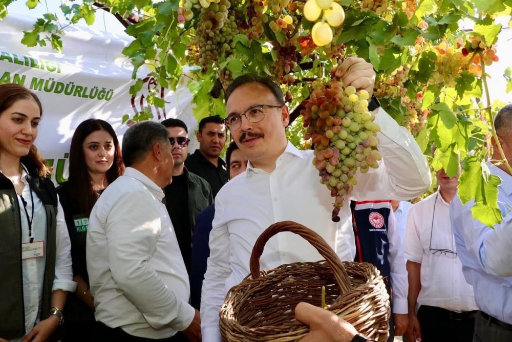 Tayfi Üzümünün Hasadı Yapıldı