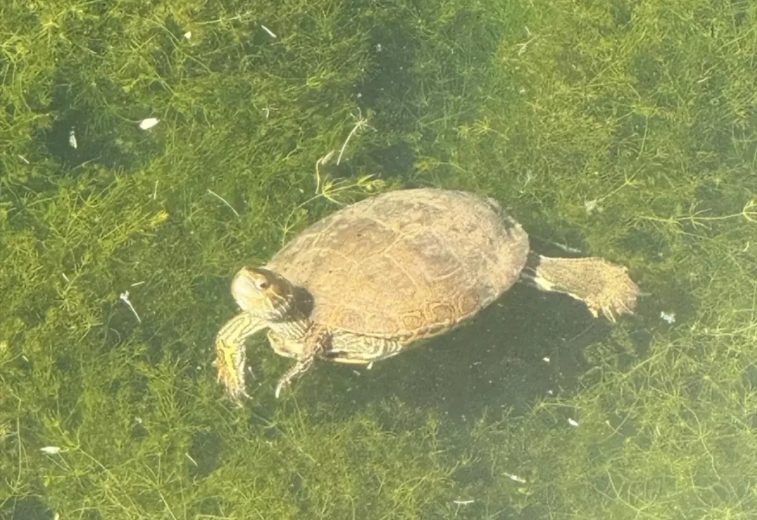Siirt’te Nesli Tükenmekte Olan Fırat Kaplumbağası Görüntülendi