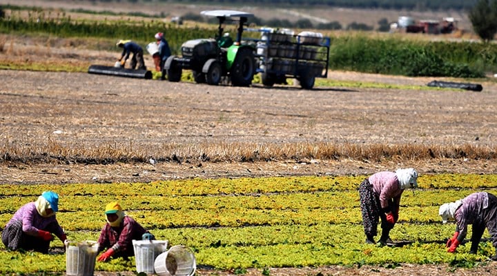 ÇİFTÇİLERİN DİKKATİNE! TARIM ARAZİLERİ MASRAFSIZ BİRLEŞTİRİLİYOR