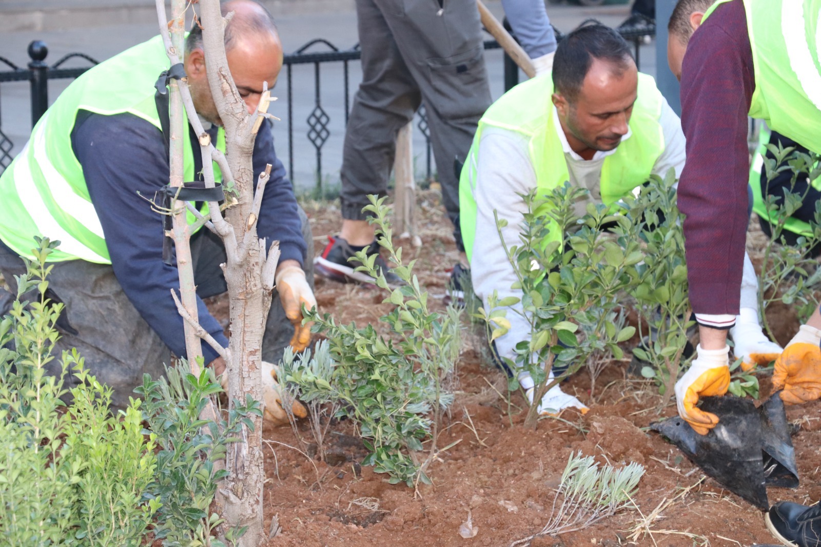 Siirt Belediyesi  Kent Merkezinde Yeşillendirme Çalışmalarına Devam Ediyor