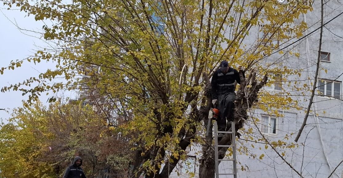 Belediye Şehir Merkezinde Ağaç Bakım ve Budama Çalışmalarına Devam Ediyor