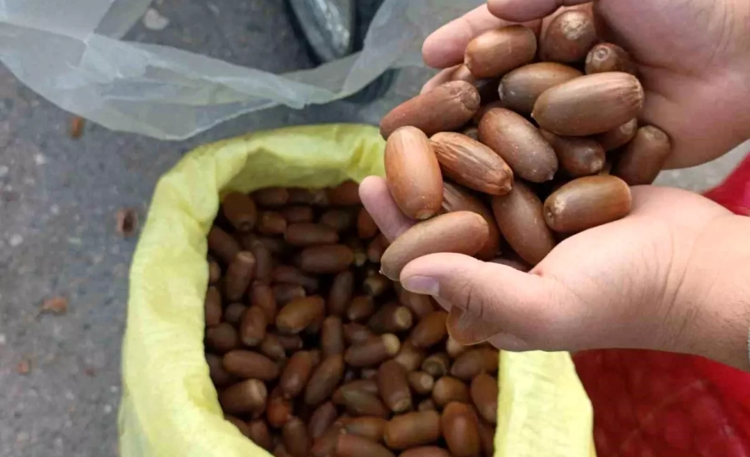 Siirt’te Kestane Yerine Meşe Palamudu Tercih Ediliyor