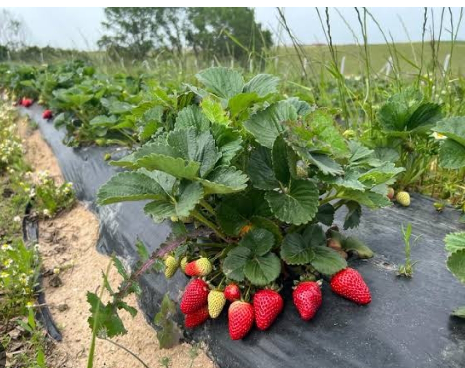 Çilek Üretimi İçin İlk Adım Atıldı