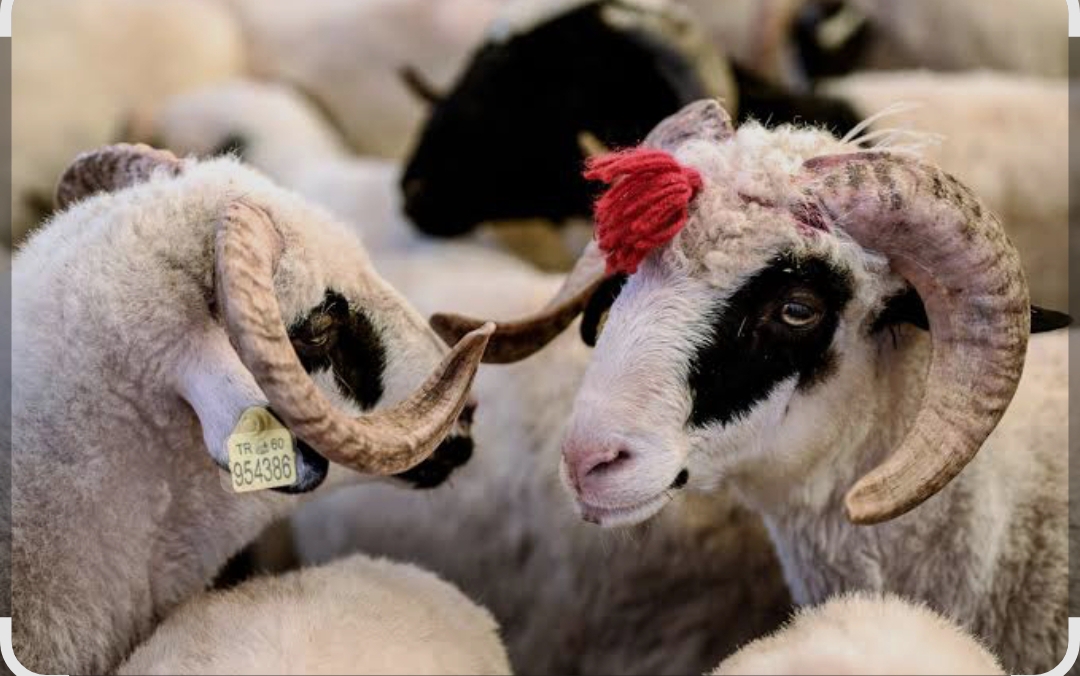 Siirt’te Kurban Bayramı Hayvan Kesim ve Bekletme Ücretleri Belli Oldu