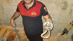 Evin Bahçesinde Yılan Paniği