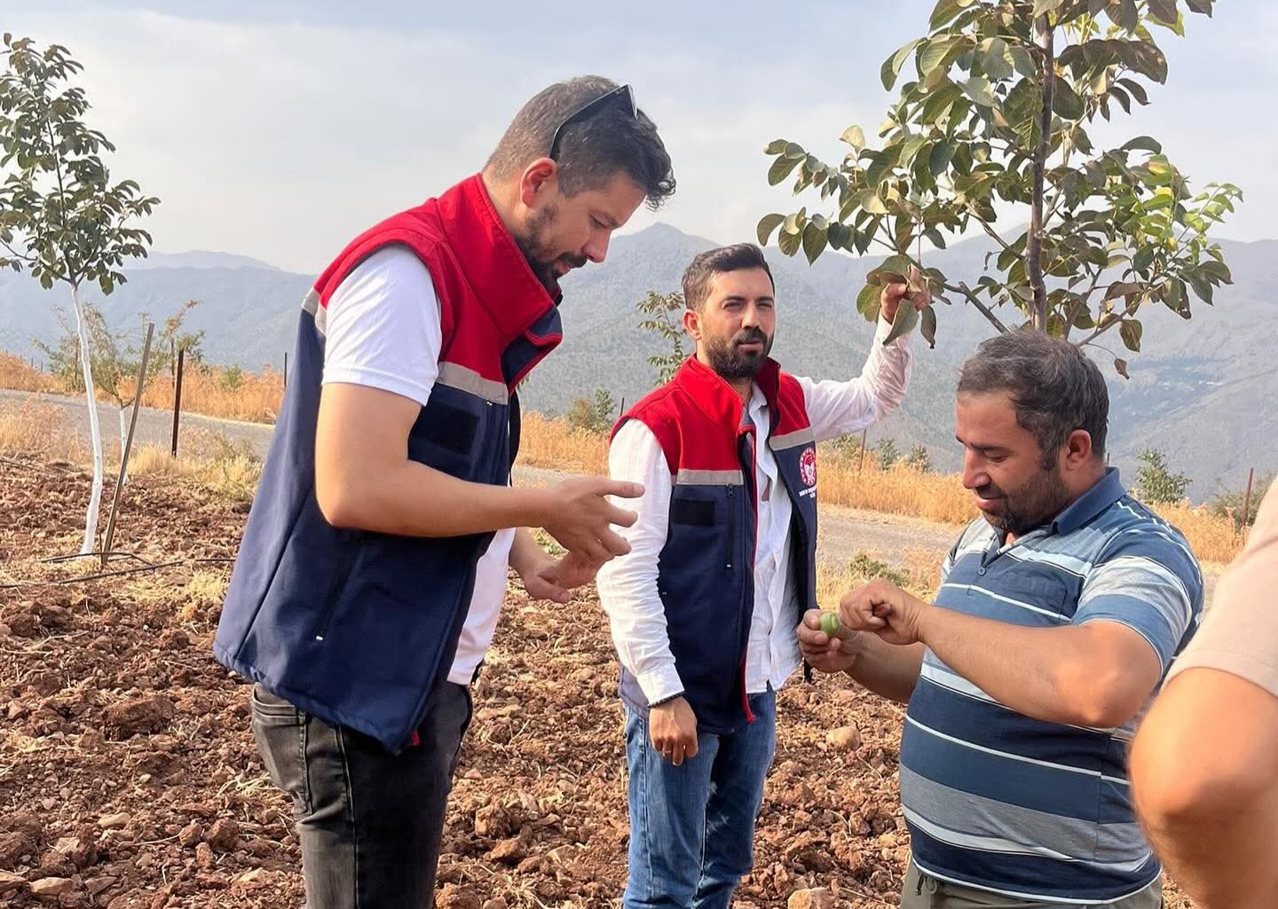 Pervari’de Ceviz Bahçelerinde İnceleme ve Eğitim Çalışması