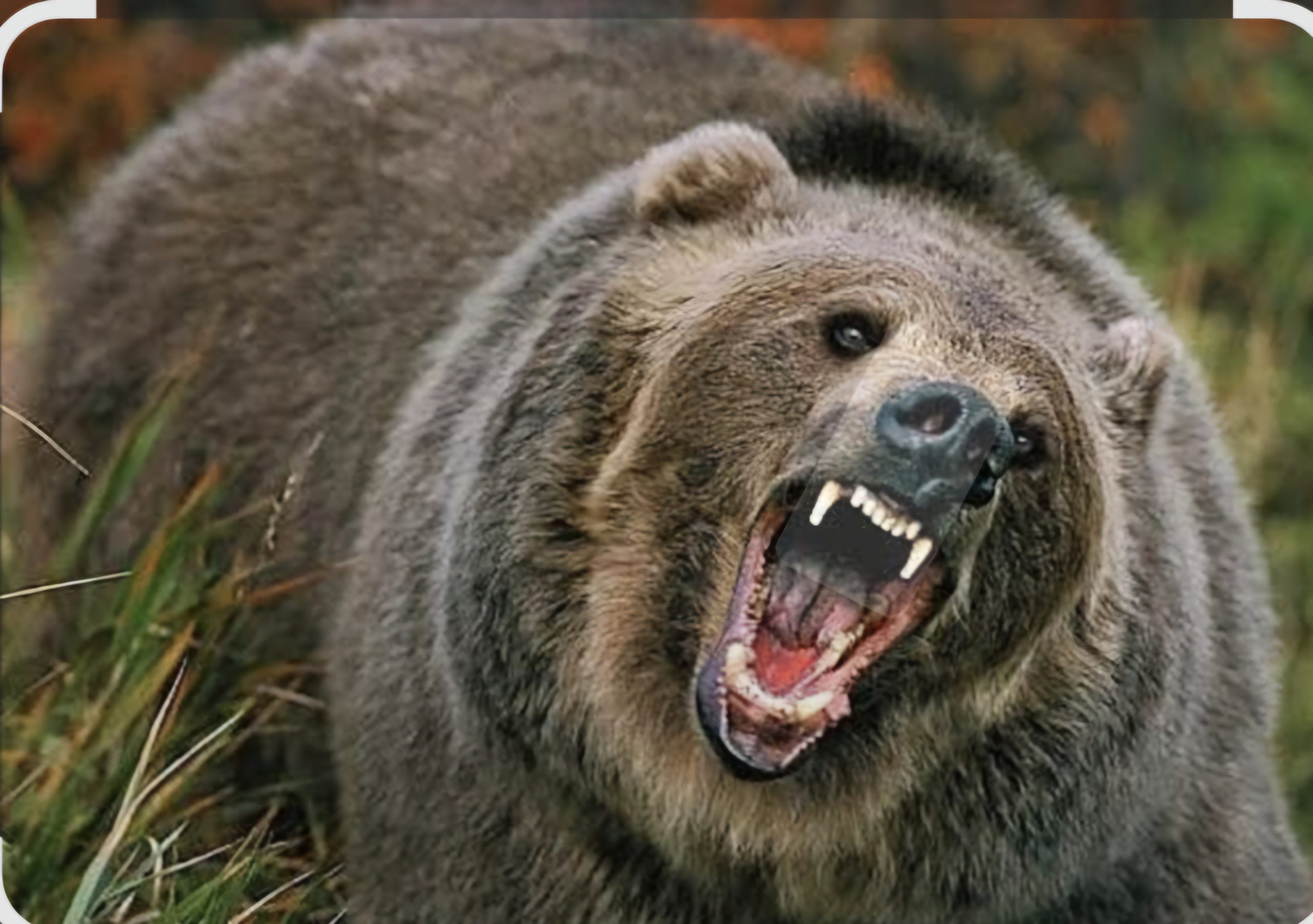 Pervari’de Ayı Saldırısı: Bir Kişi Yaralandı