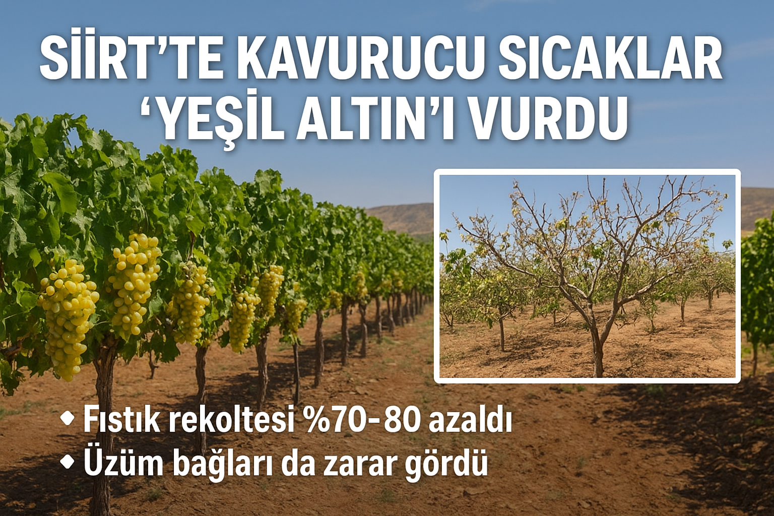 Siirt’te Aşırı Sıcaklar Fıstık ve Üzüm Üretimini Vurdu