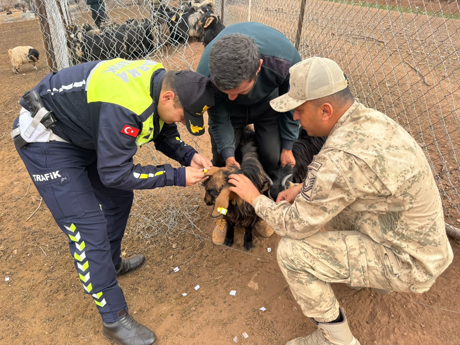 Siirt’te Jandarmadan Hayvana Çarpma Kaynaklı Kazaları Önlemeye Yönelik Örnek Uygulama