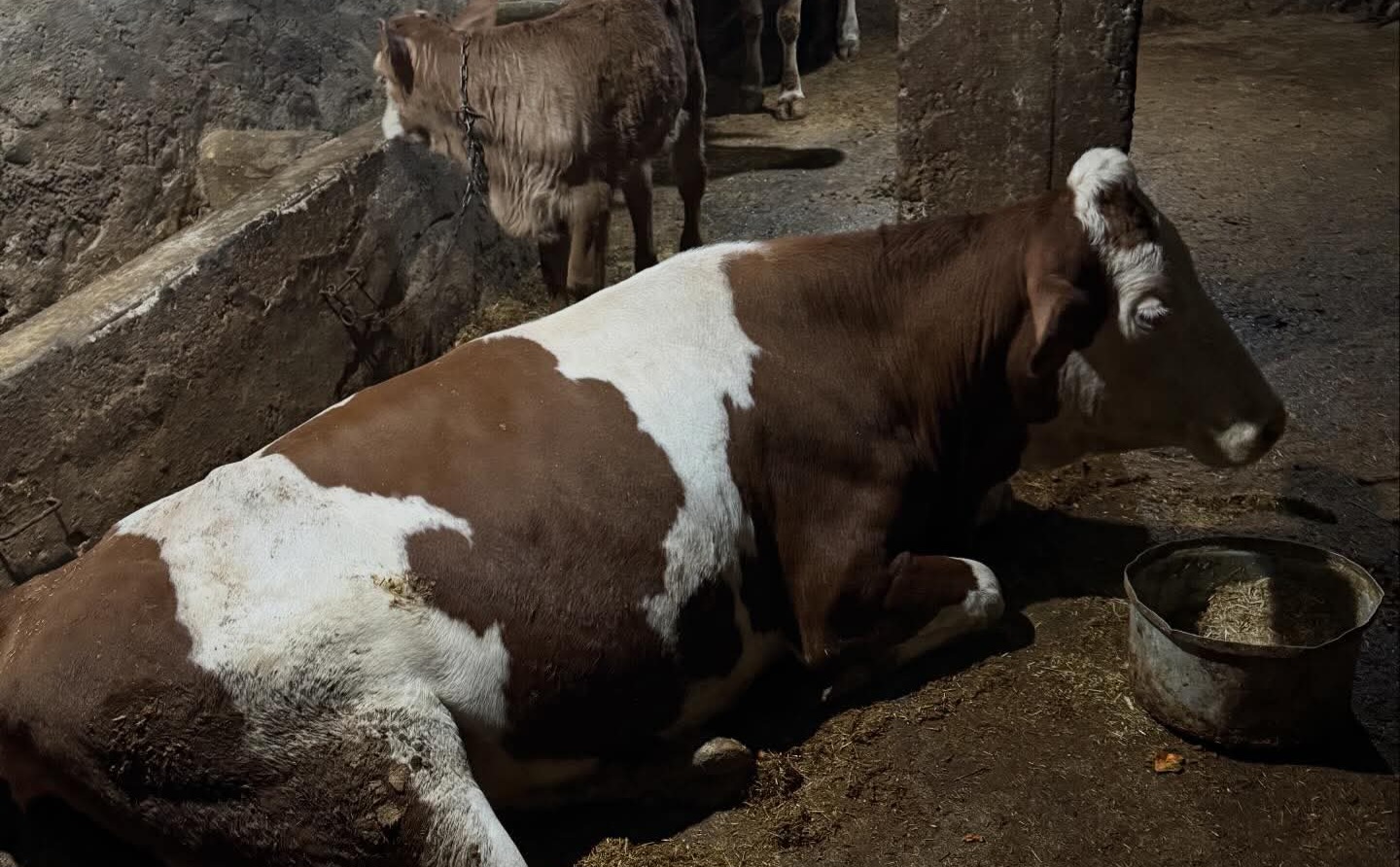 Pervari’de Yetiştiricinin İmdadına İlçe Tarım ve Orman Müdürü Yetişti