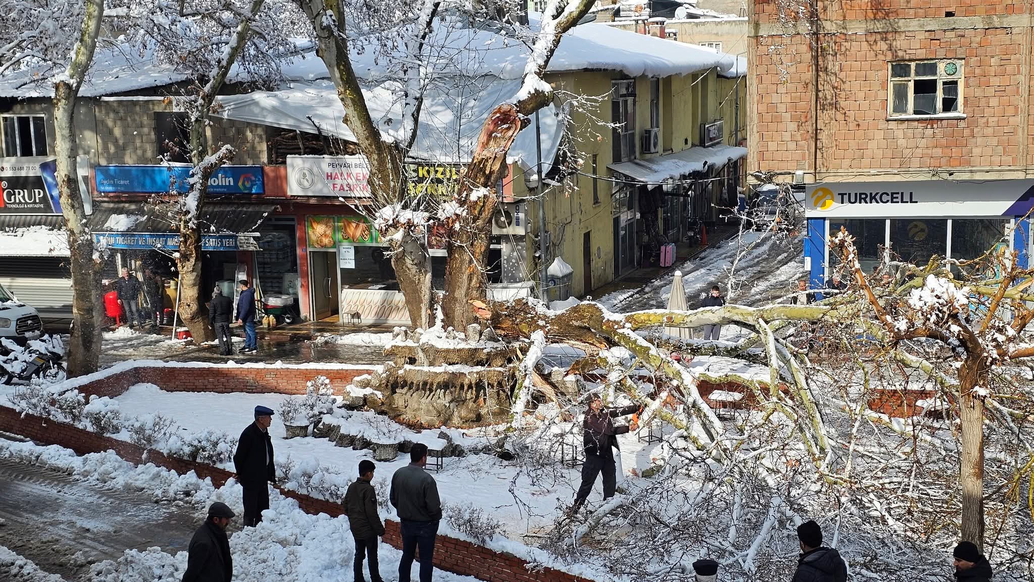 Pervari’de Asırlık Çınar Ağacı Yoğun Kar Yağışına Yenik Düştü