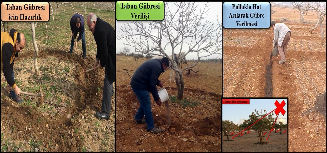 Siirt Tarım ve Orman İl Müdürlüğü’nden Üreticilere Önemli Uyarı: Siirt Fıstığında Gübreleme Zamanı