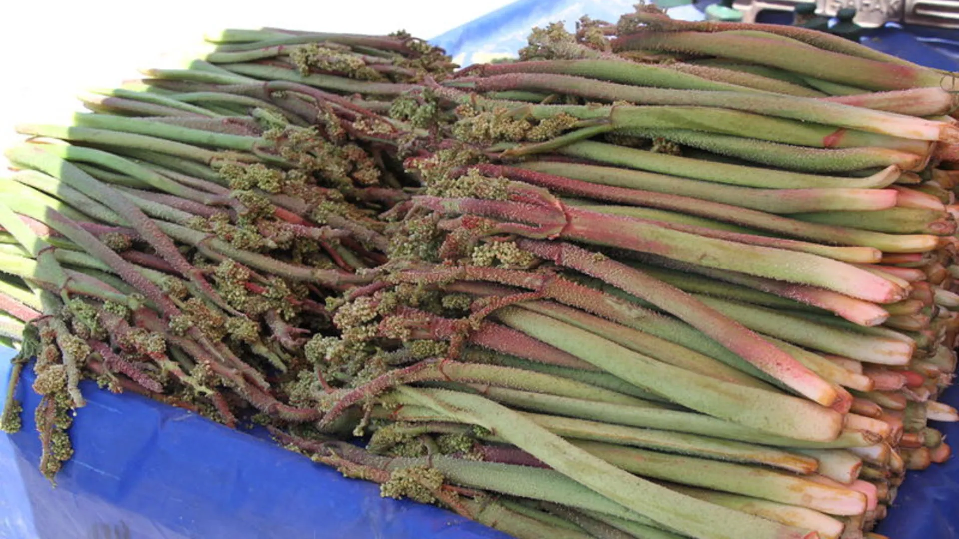 Yayla Muzu “Ribes” Tezgâhlardaki Yerini Aldı