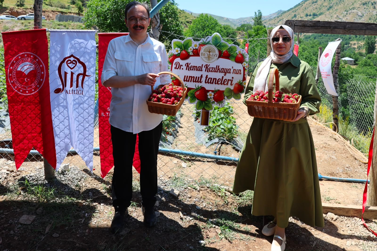 Vali Kızılkaya Şirvan’da Çilek Hasadına Katıldı