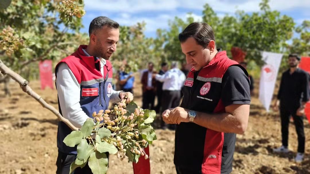 Taşdibek Köyü’nde Fıstık Hasadı Gerçekleştirildi